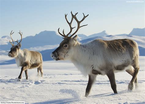 frosted caribou|Frosted Caribou 